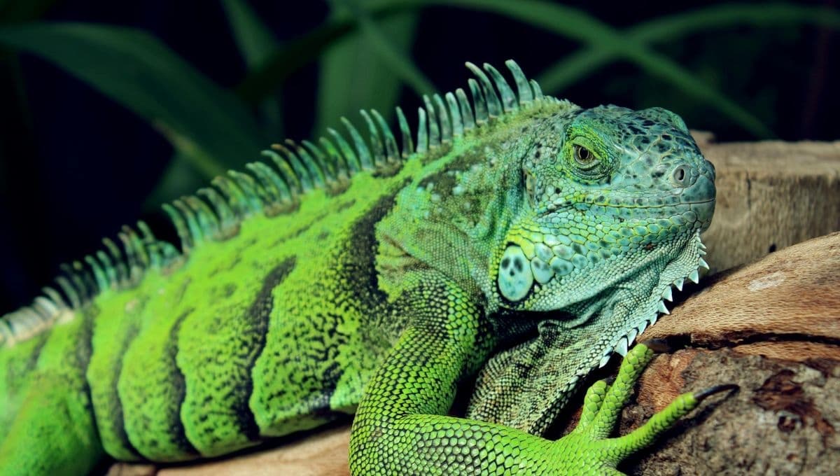 ¿Qué significan los colores que tiene una iguana en su vida?