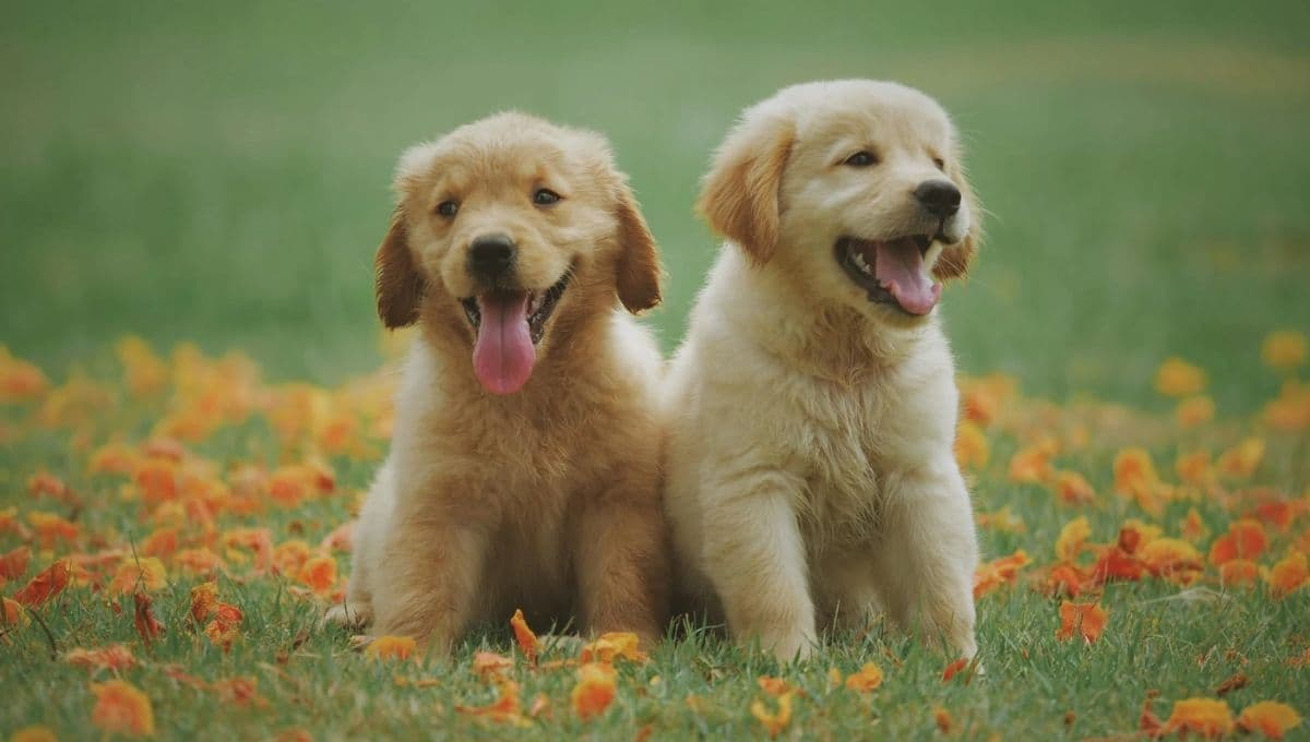 ¿7 años humanos equivale a un año perro? Estudio derriba uno de los mitos más populares