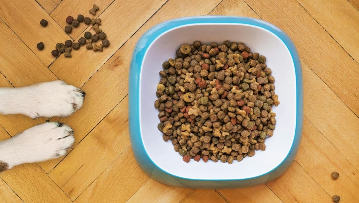 3 alimentos para darle a tu perro si tiene diarrea