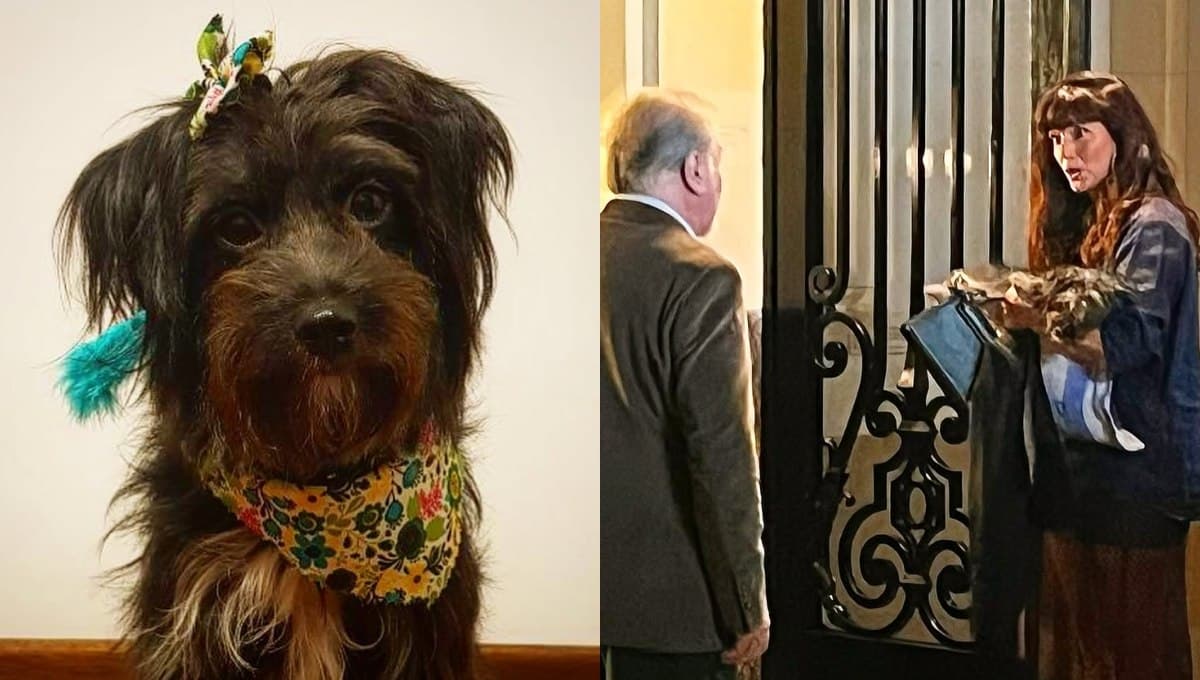 Este perrito fue abandonado pero se convirtió en una estrella de Netflix