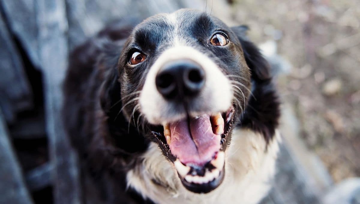 Expertos revelan cómo entender las emociones de tu perro y cómo las comunica