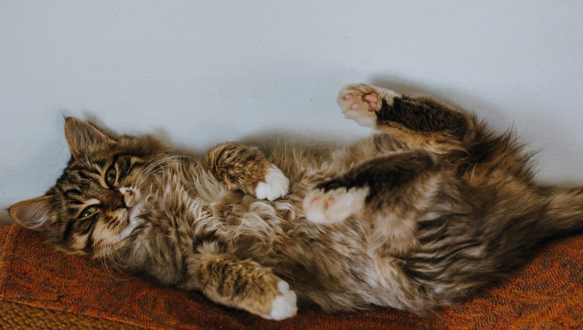 El divertido juego para gatos con comida y tapas de botellas