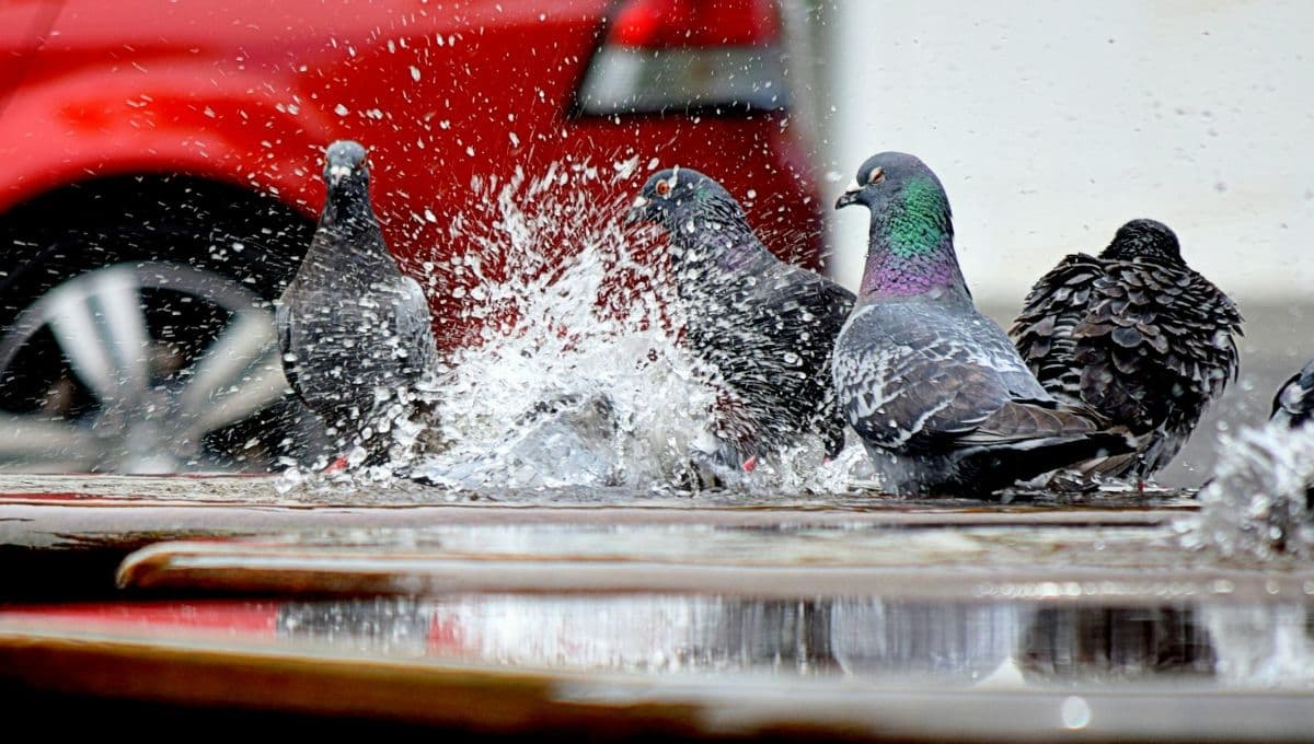 3 tips para ayudar a las aves a hidratarse en época de calor
