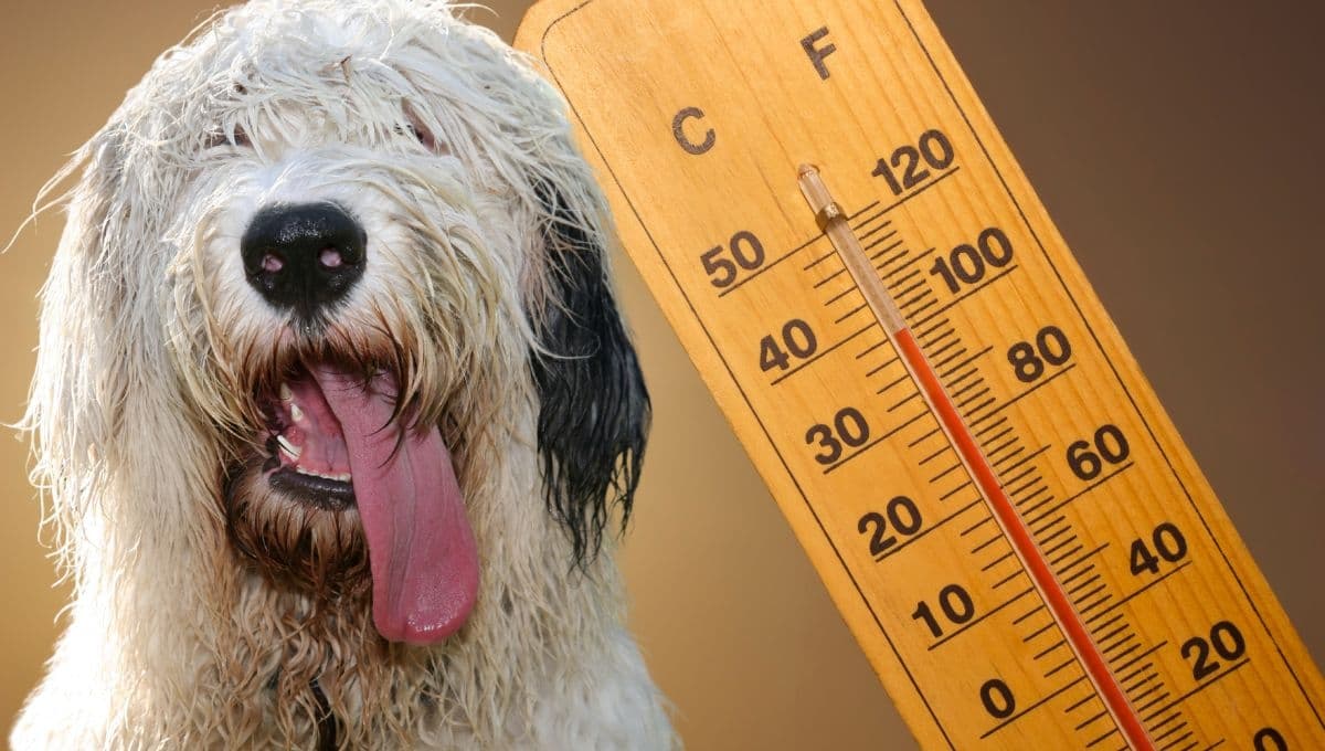 ¿Cuándo hace calor es bueno mojar a los perros?
