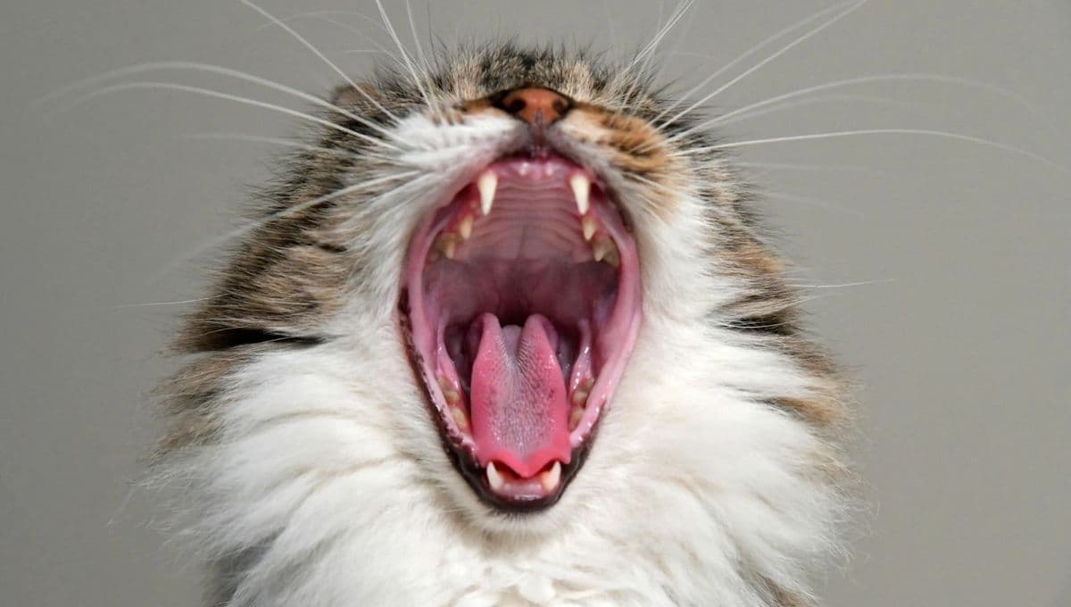 Estudio revela qué es lo que dice tu gato cuando maúlla