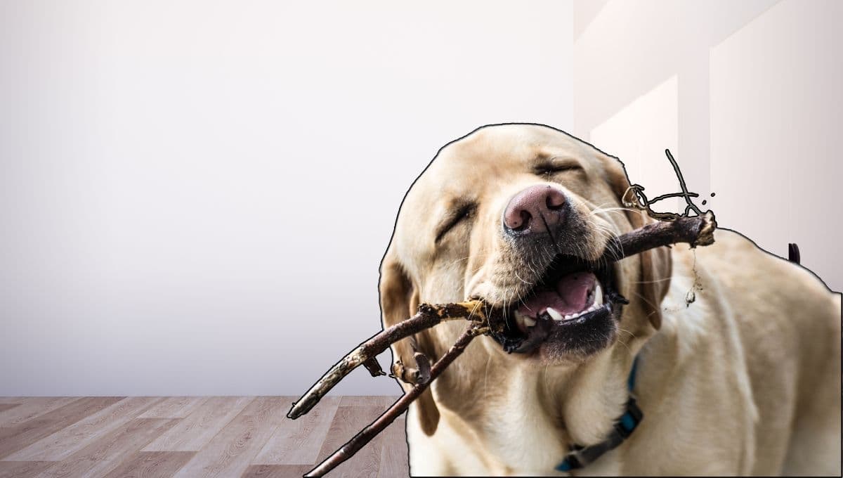 Señales que te envía tu mascota cuando sufre de ansiedad