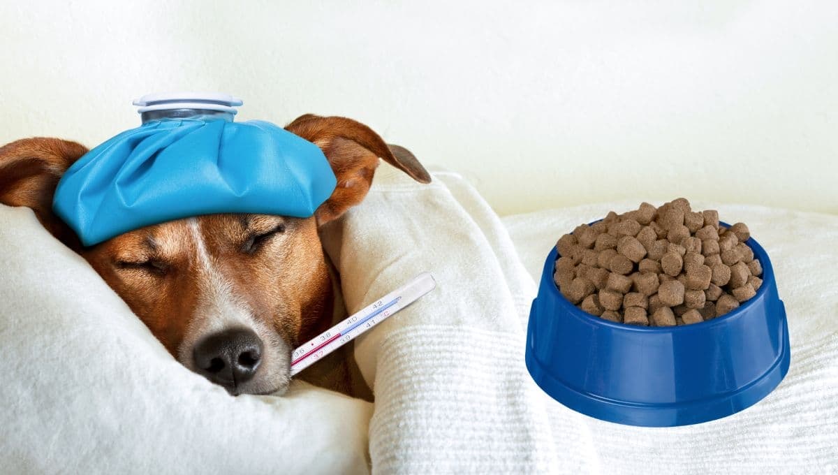 La forma correcta de lavar los platos de tus perros para evitar enfermedades