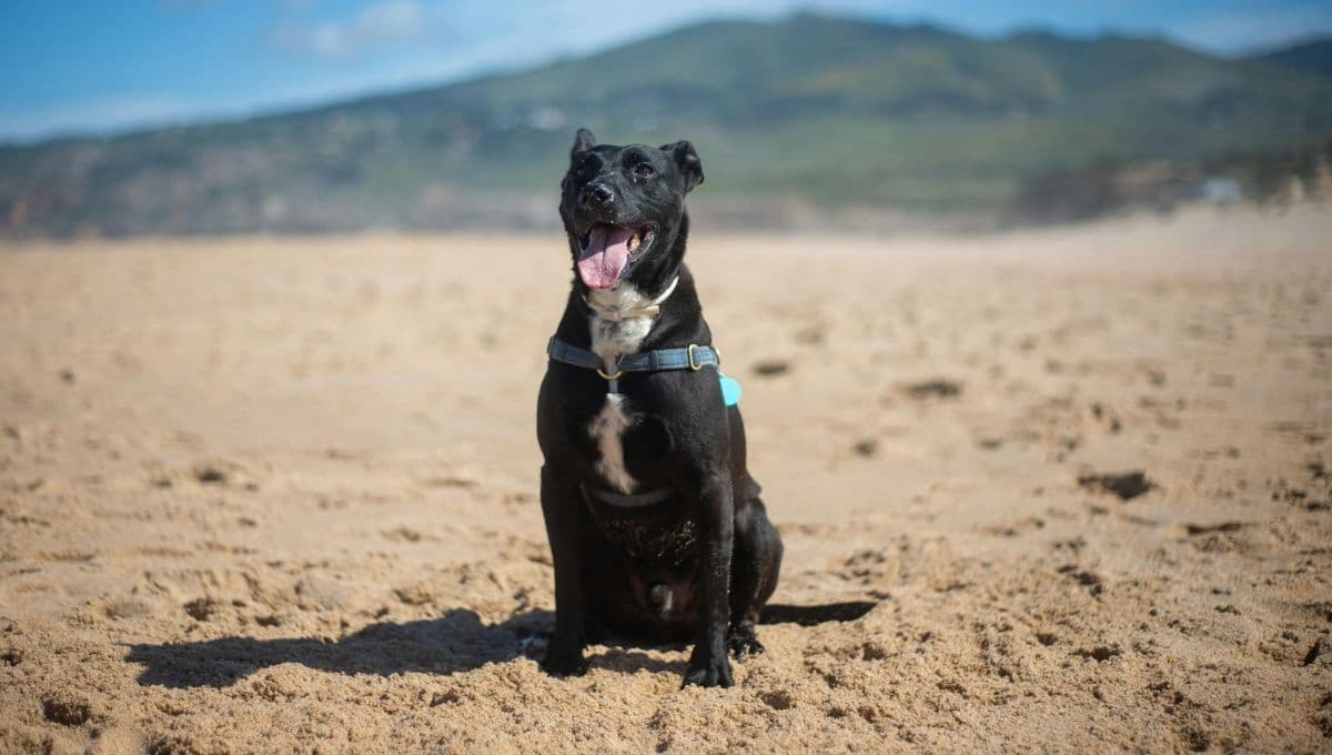 Playas petfriendly en Acapulco para llevar a tu perrito en vacaciones de Semana Santa