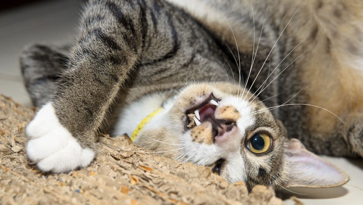 ¿Por qué mi gato corre como loco?