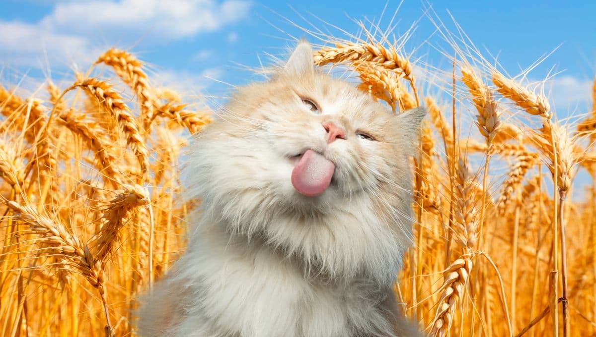 5 marcas de comida para gatos sin cereales
