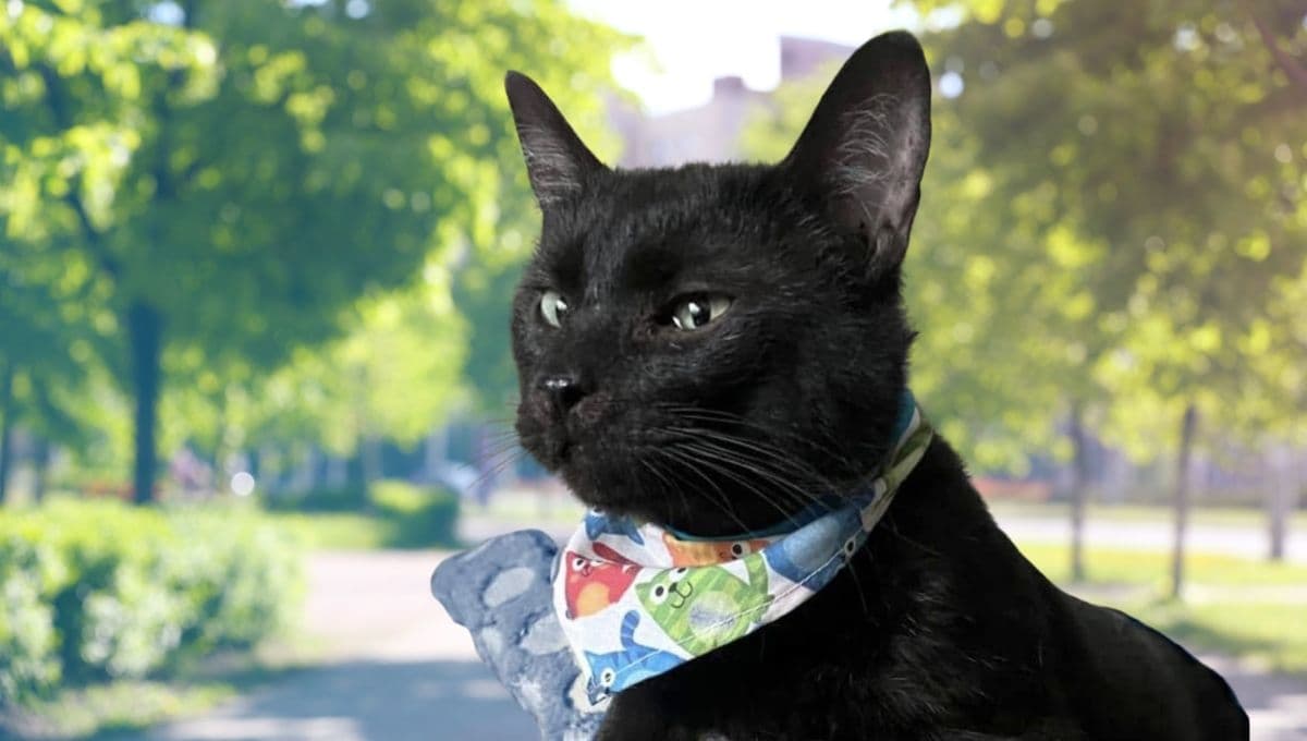 La historia de Mocchito, el gato que fue lastimado pero ahora busca un nuevo hogar