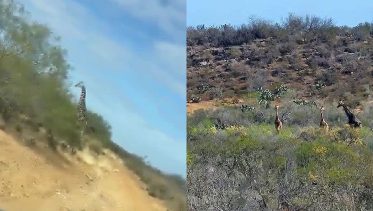 Coahuila reporta avistamiento de jirafas entre la naturaleza: Parece Africam Safari