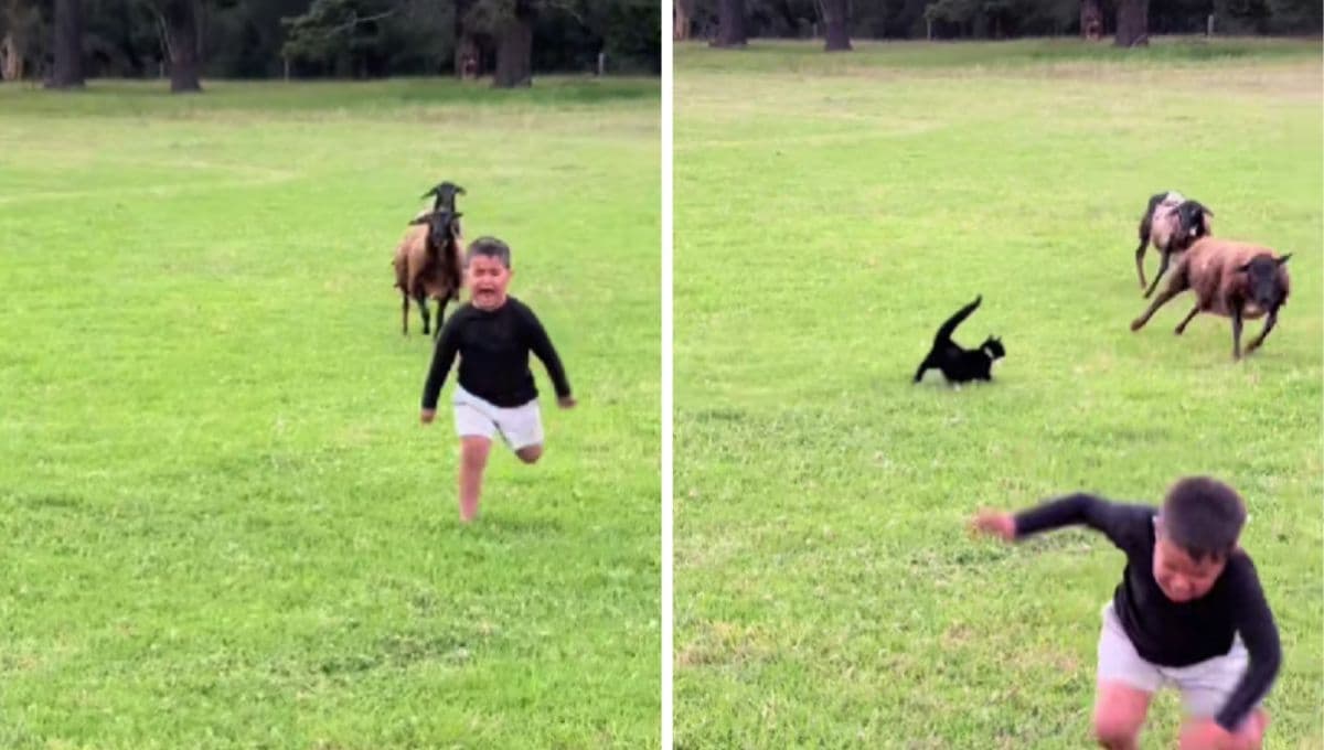 Niño es perseguido por cabras, pero un gato le salva la vida