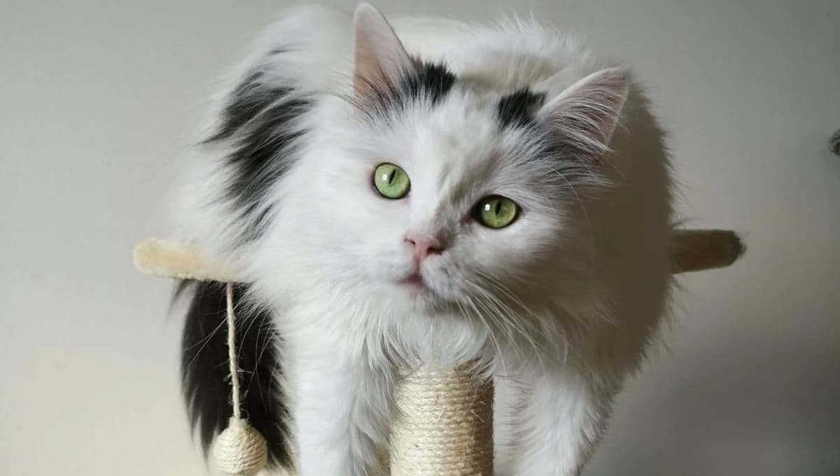 ¿Cómo mantener fresco a mi gato en primavera?