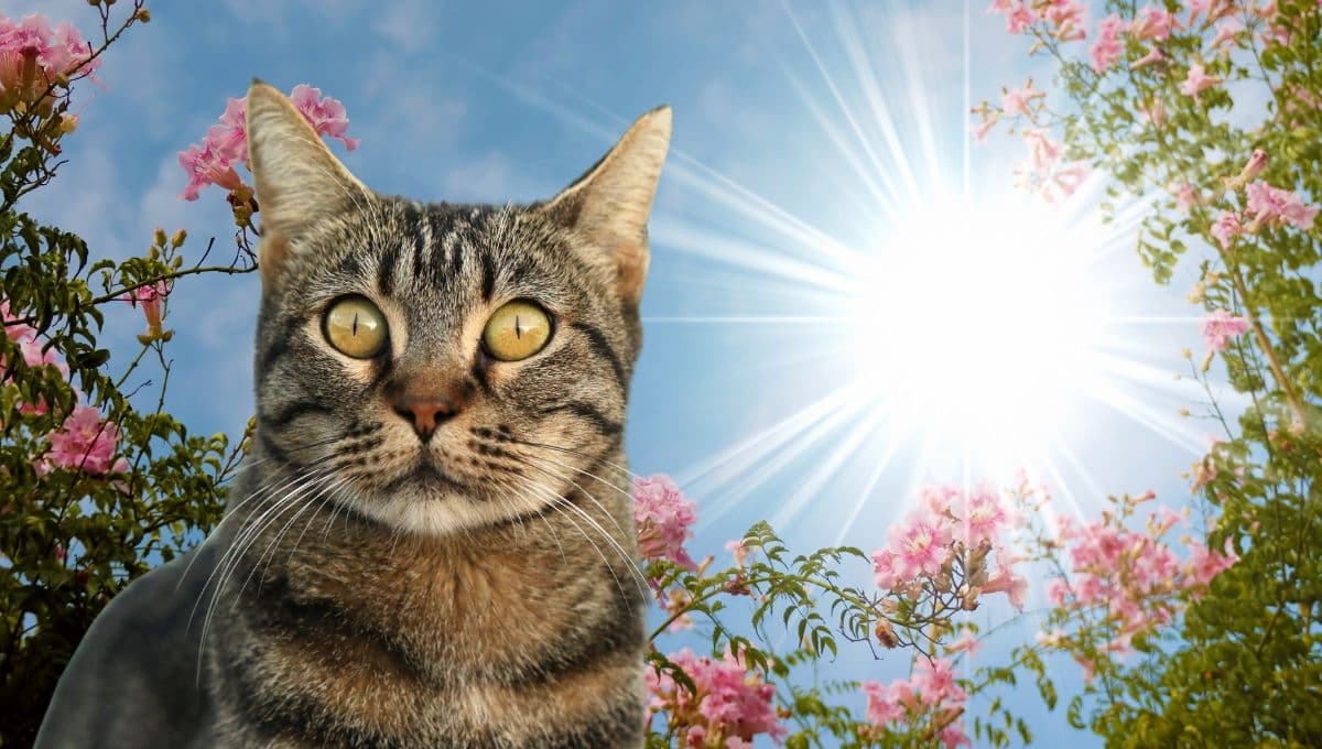 Como se ve un golpe de calor en gatos