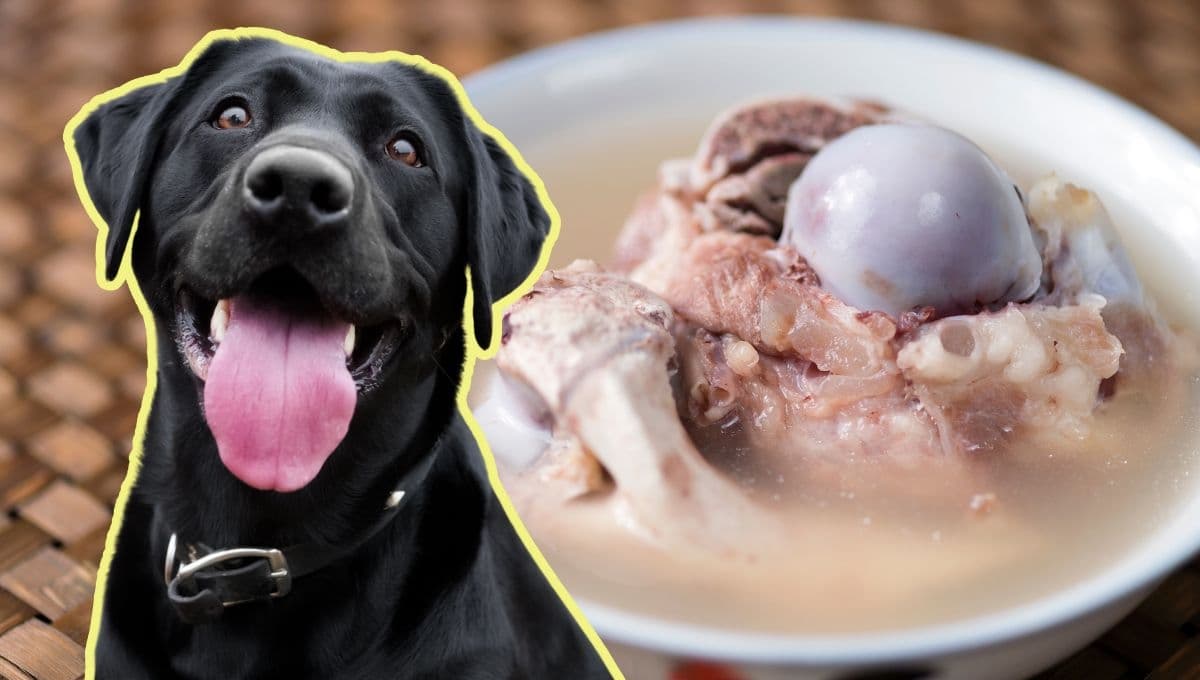 Caldo de huesos para perritos | RECETA