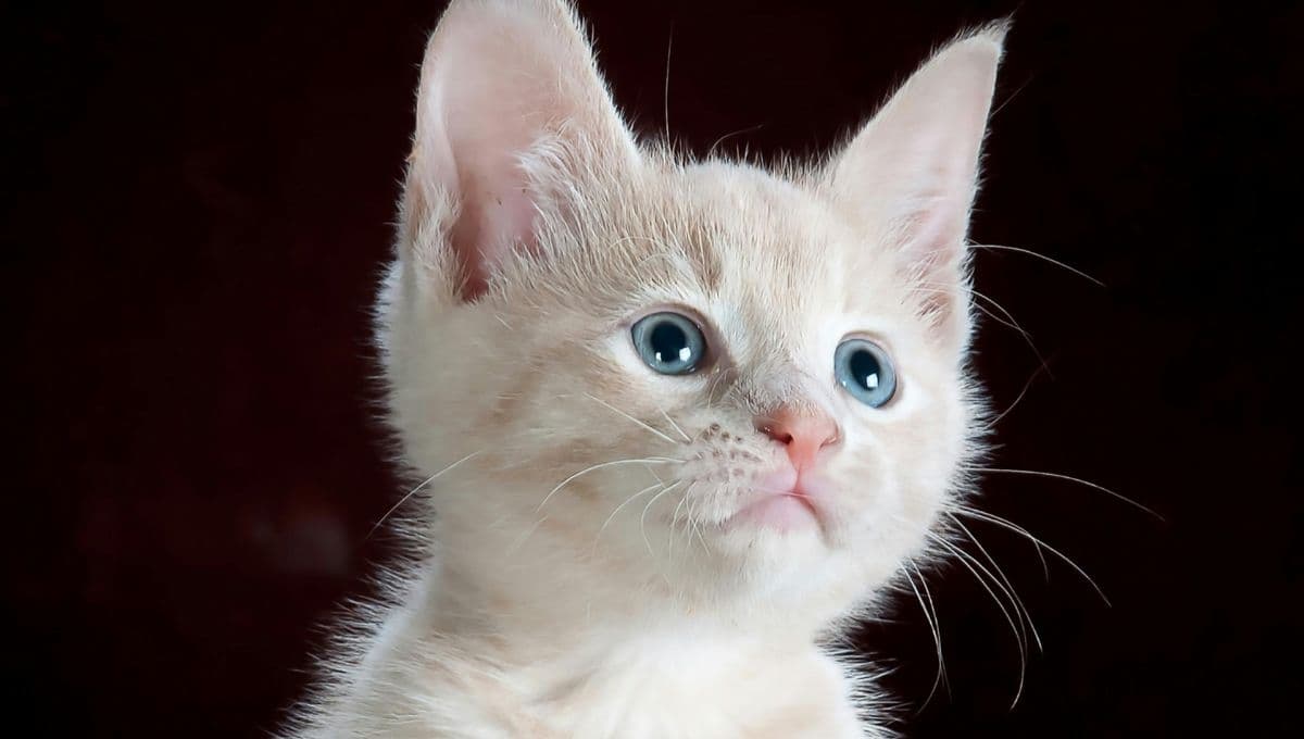 ¿Qué hacer si mi gato huele la comida pero no come?