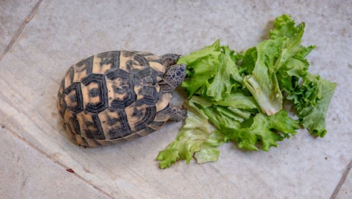 ¿Cómo limpiar el caparazón de una tortuga de tierra?