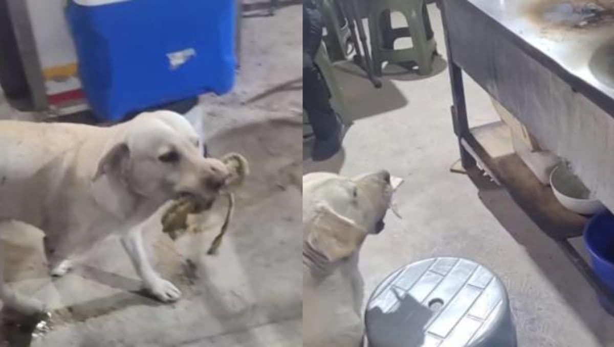 Oso garnachero, la historia del perrito que enternece las redes por pagar su comida
