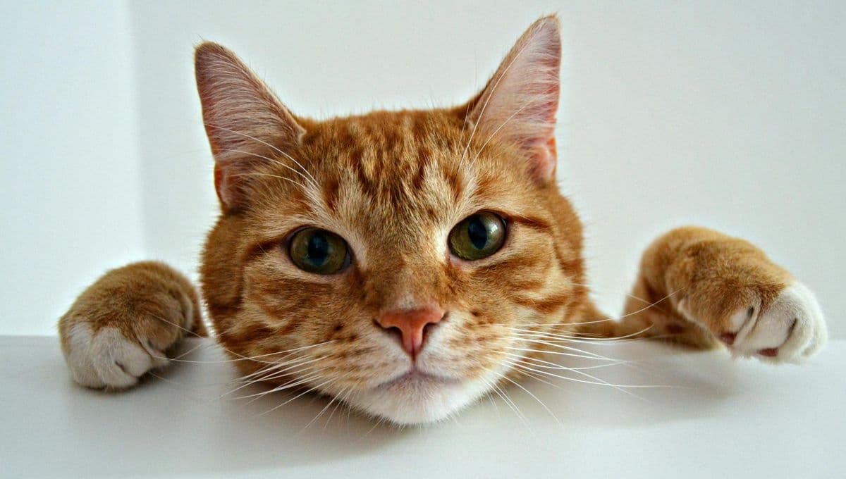 Cómo hacer helado para gatos: 3 recetas refrescantes y saludables