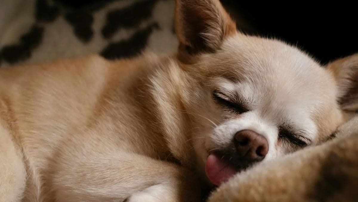 Secuelas de un golpe de calor en perros