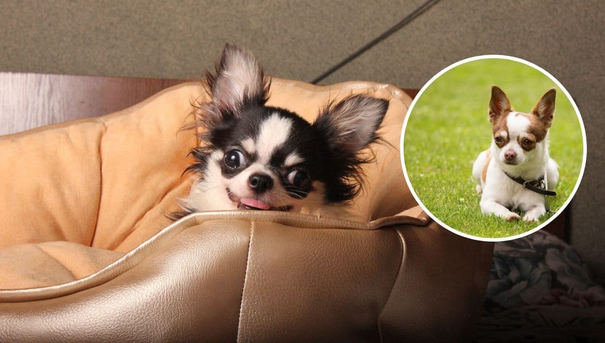 ¿Cómo hacer feliz a un perro chihuahua?