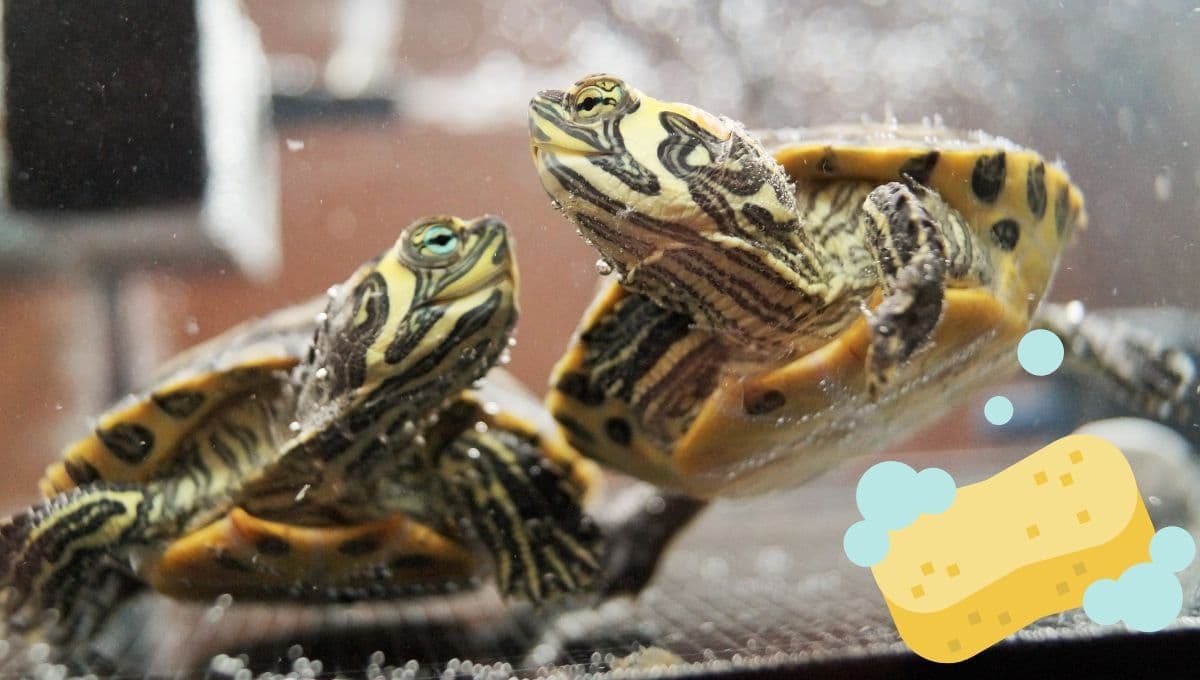 ¿Cada cuánto se le cambia el agua a las tortugas?