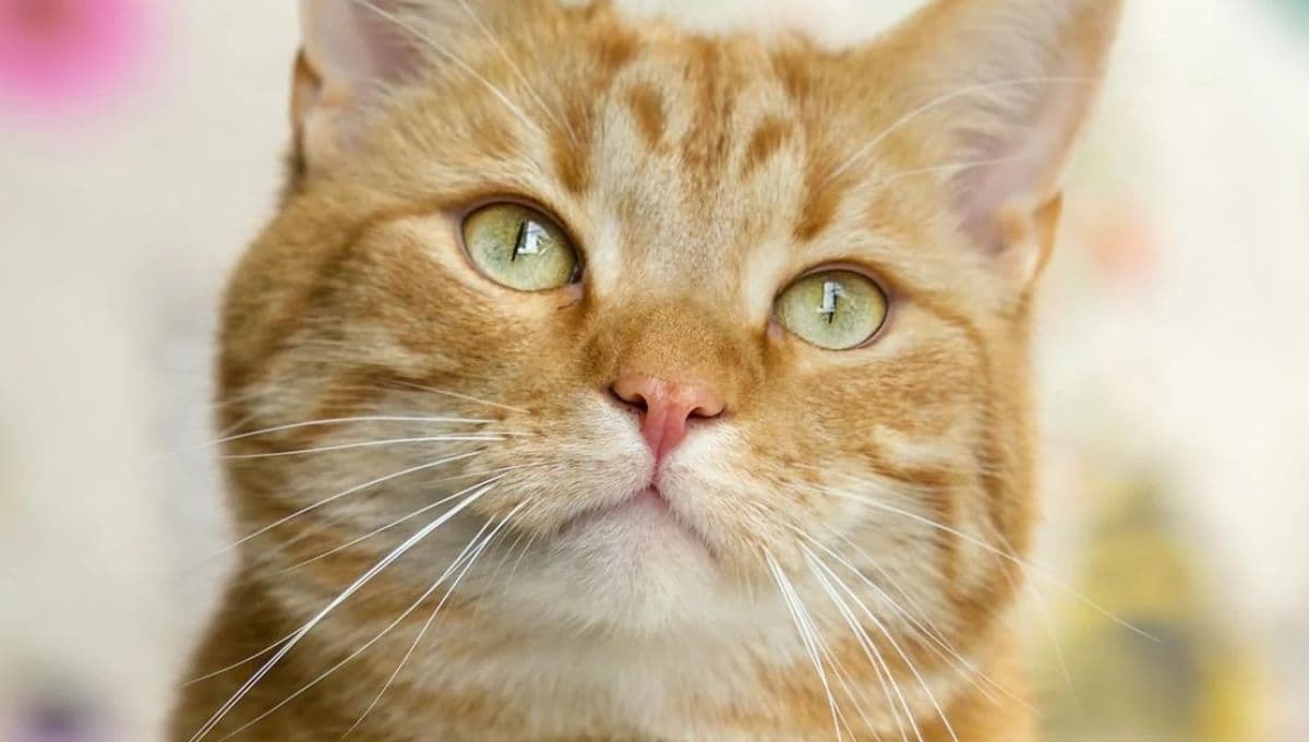 ¿Qué significa cuando un gato se va de la casa, espiritualmente?