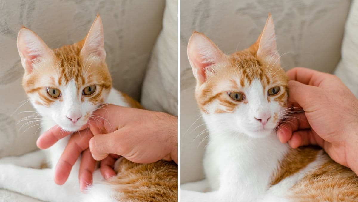 ¿Qué significa cuando un gato se pone muy cariñoso?
