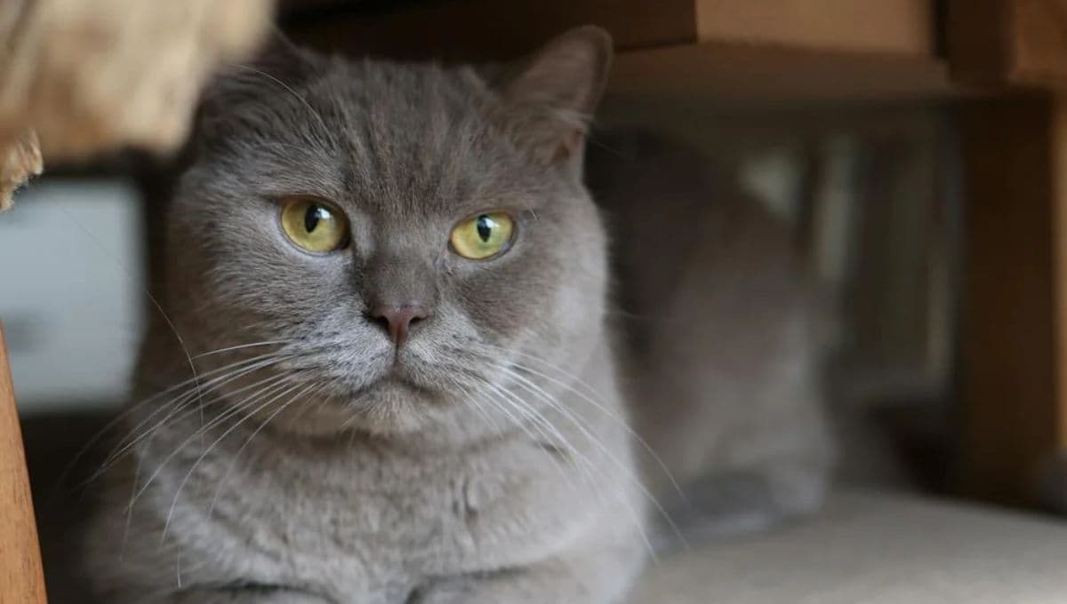 ¿Qué pasa si un gato come aceite de cocina?