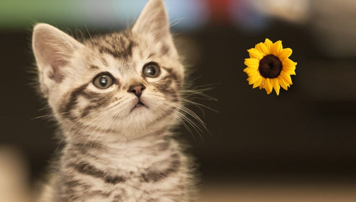 Aceite de girasol para gatos: beneficios, dosis y riesgos