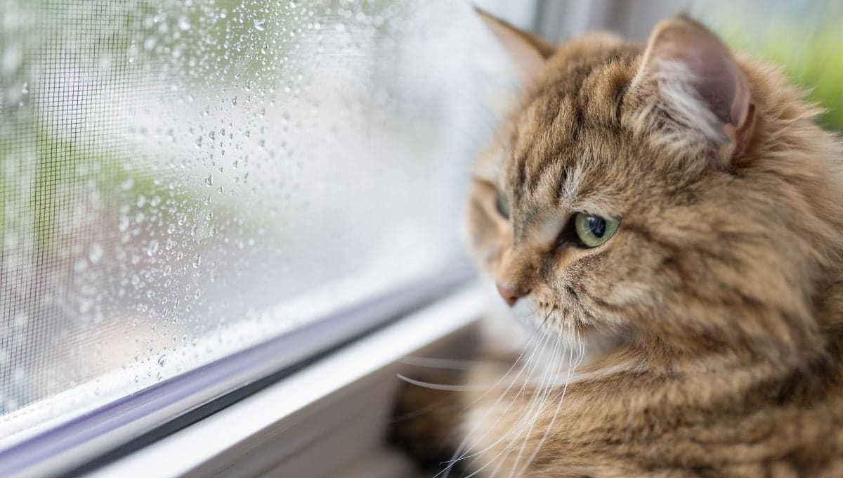 ¿Por qué mi gato está obsesionado con la ventana?