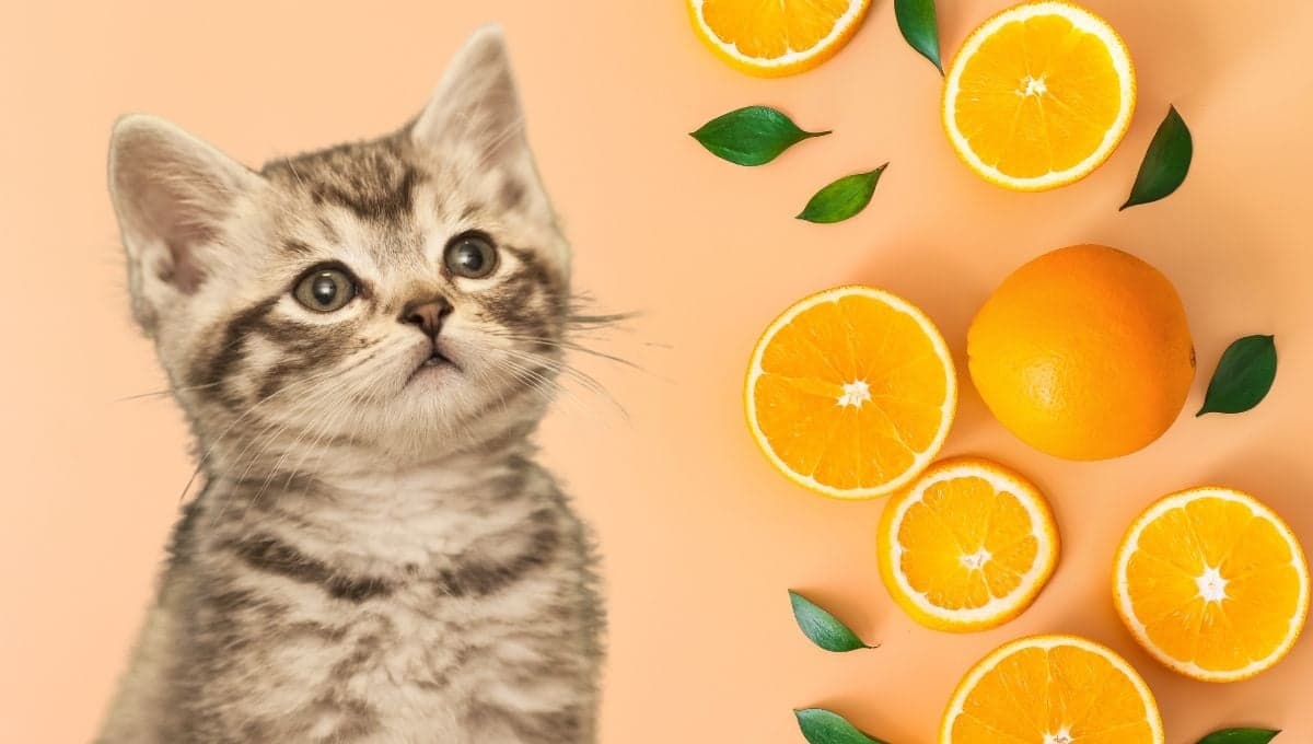 ¿Los gatos pueden comer naranjas?