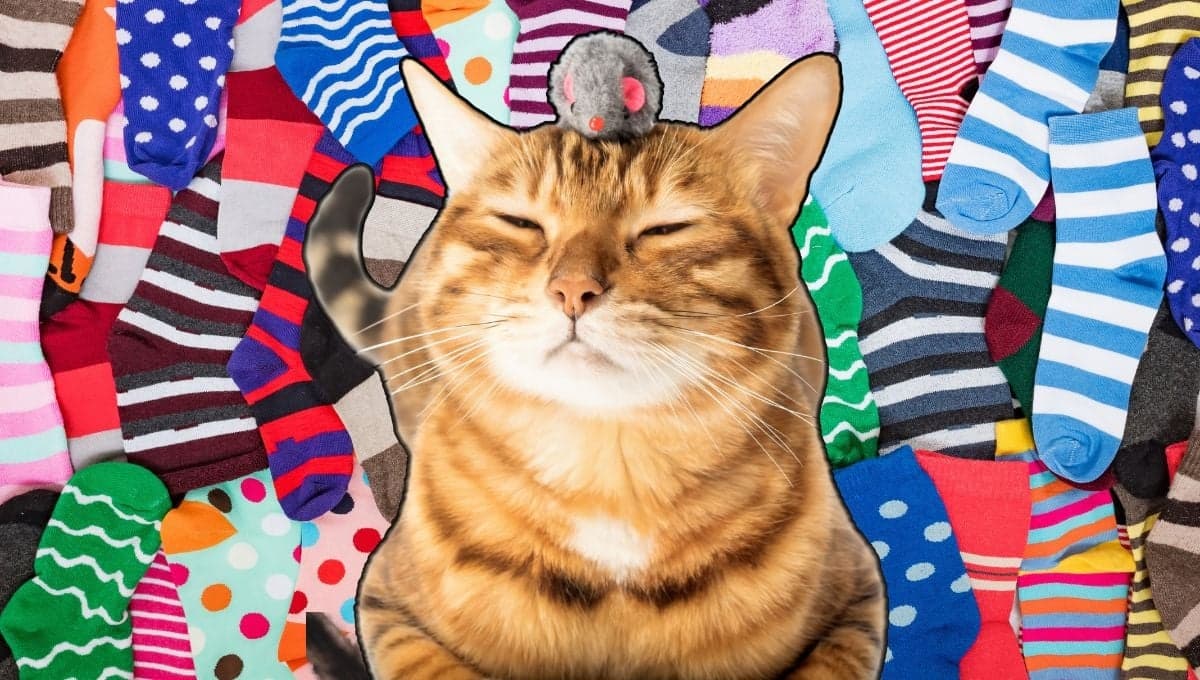 Cómo hacer un juguete para gato con calcetín: tutorial fácil y rápido