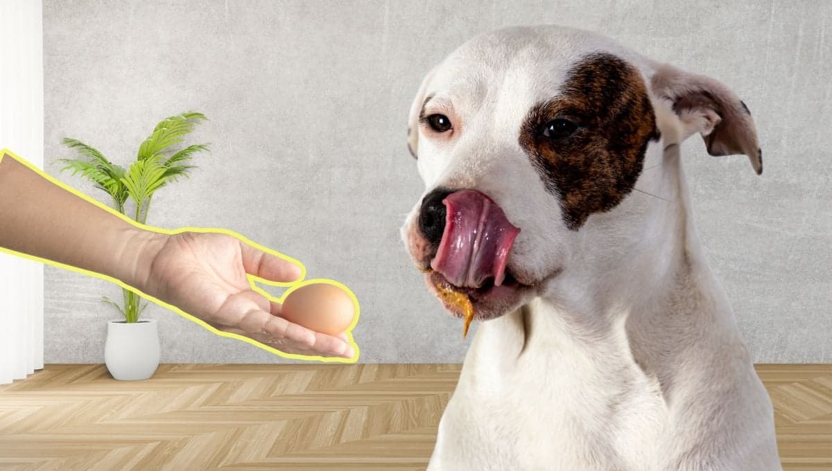 La cantidad de veces que le puedes dar huevo a un perro
