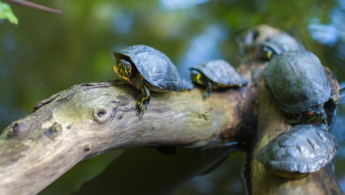 ¿Cómo hacer que una tortuga confie en ti?