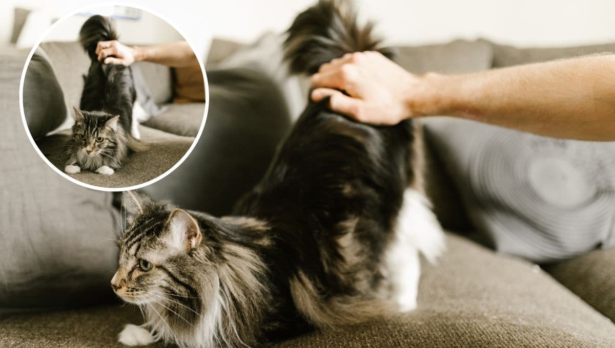 ¿Por qué mi gato quiere que lo acaricien mucho?