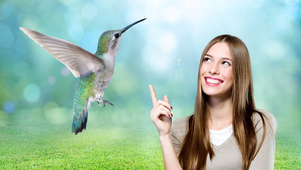 ¿Qué significa ver un colibrí en México?