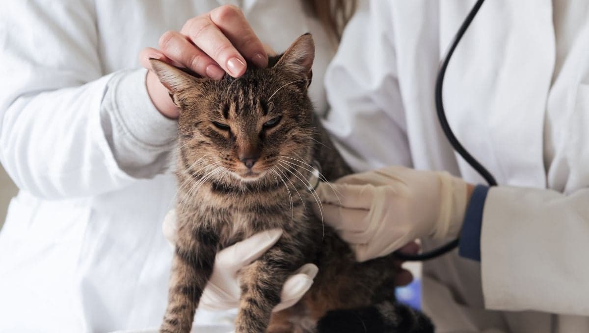 ¿Qué pasa si no llevo a mi gato en ayunas antes de castrarlo?