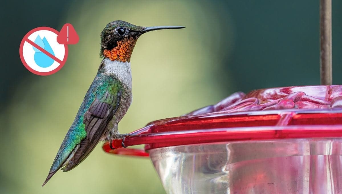 La razón por la que no debes dar agua con miel a los colibríes