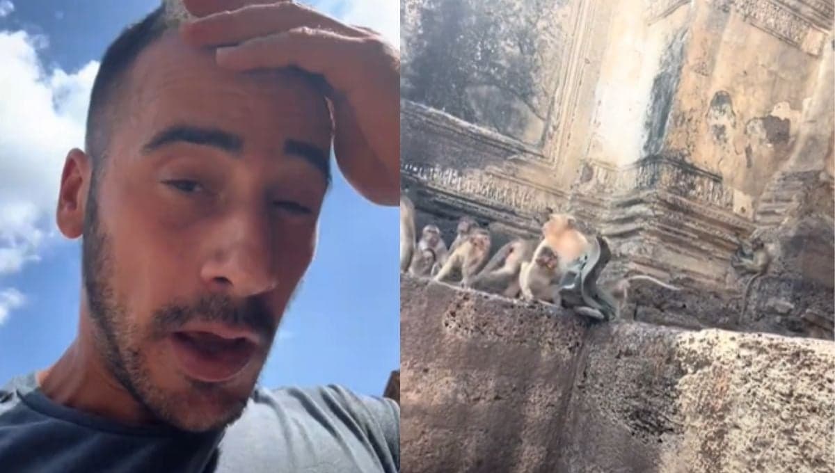 Monos roban gorro a turista y todavía se enojan cuando los exhiben | VIDEO