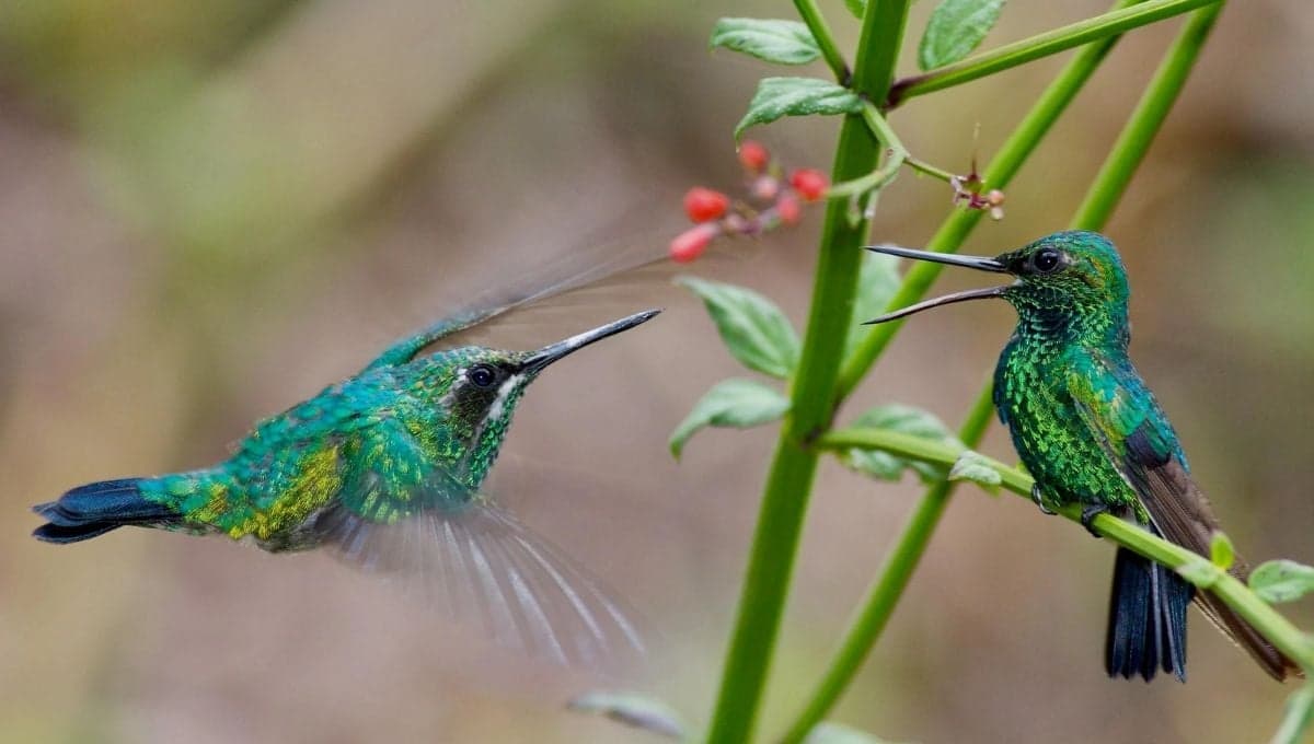 10 plantas que atraen mariposas y colibríes al jardín
