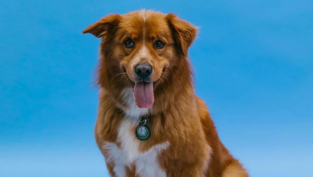 ¿Por qué mi perro murió con la lengua de fuera?