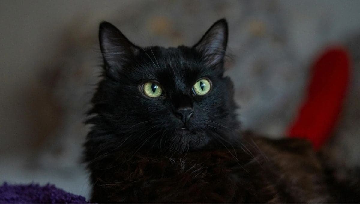 ¿Cómo me puedo comunicar con mi mascota fallecida?
