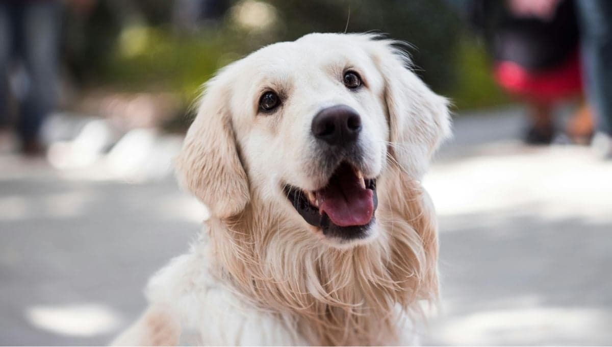 La mejor hora para darle de comer a tu perro