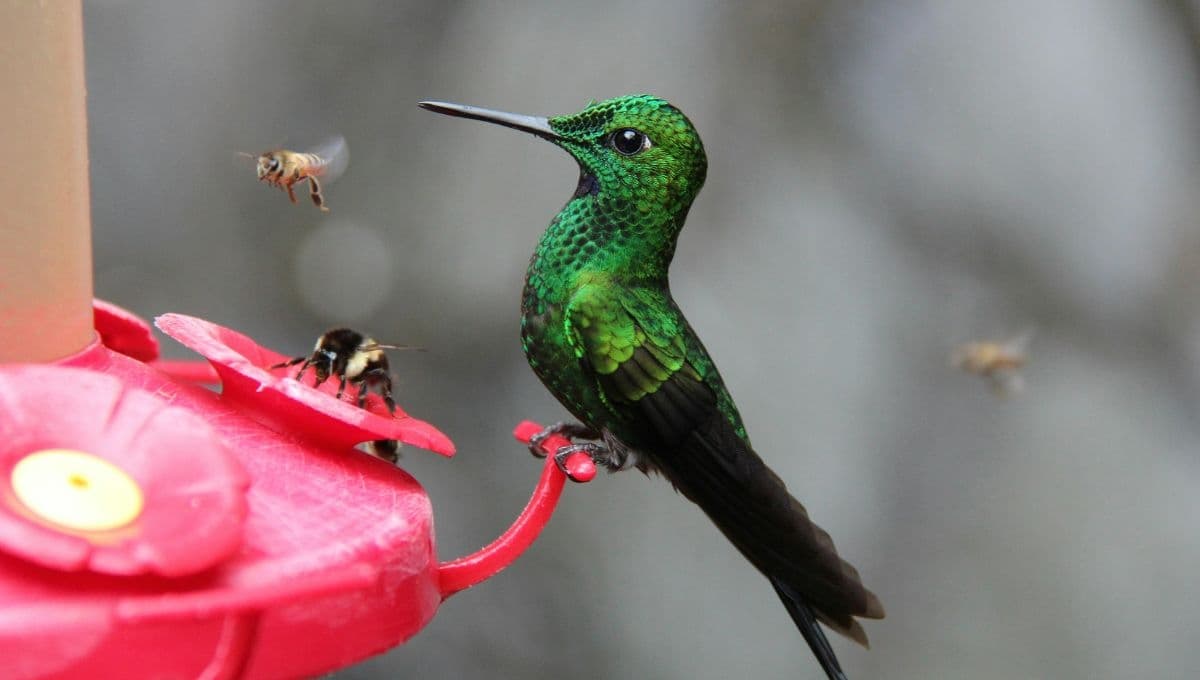 ¿Qué comedero atrae más colibríes?