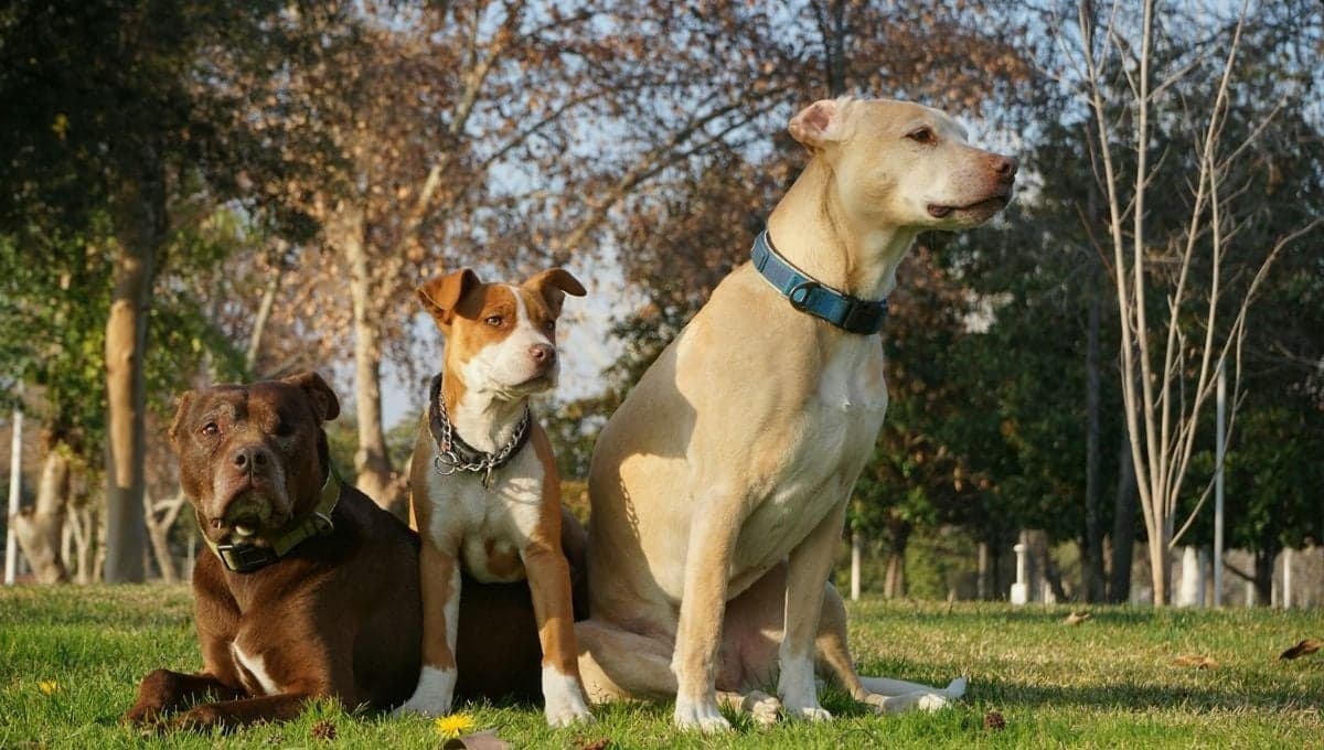 ¿Qué tipo de juego les gusta a los pitbulls?