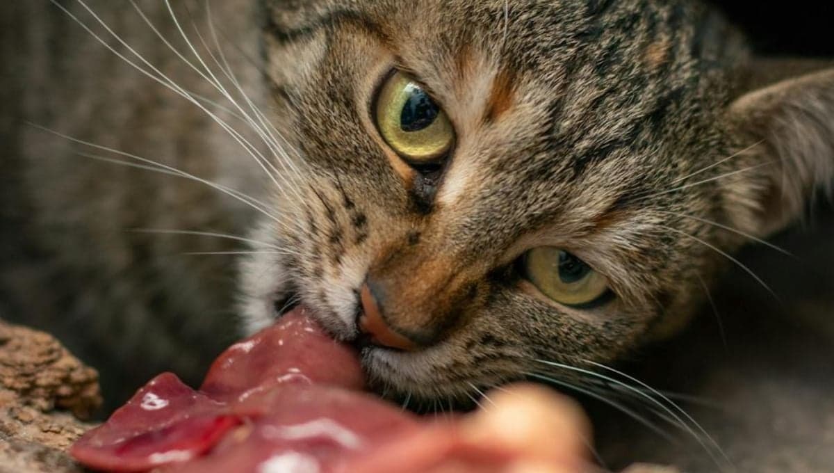 3 alimentos ricos en hierro para gatos