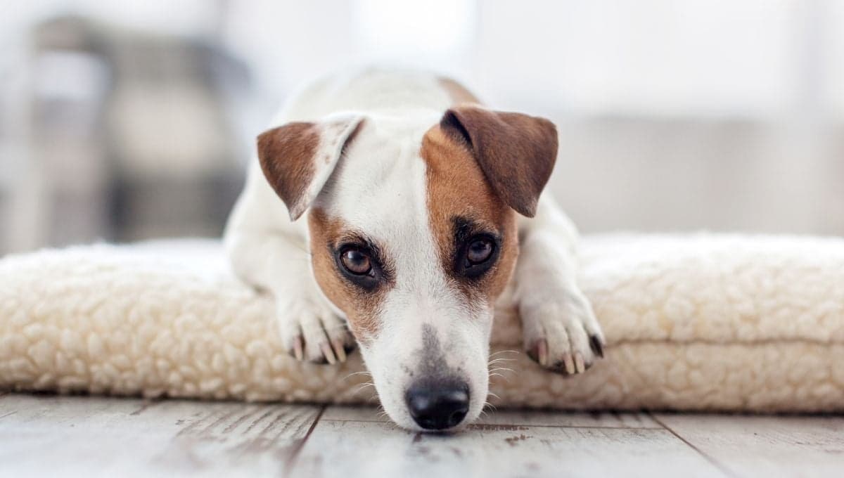 ¿Cómo sé que mi perro está triste?