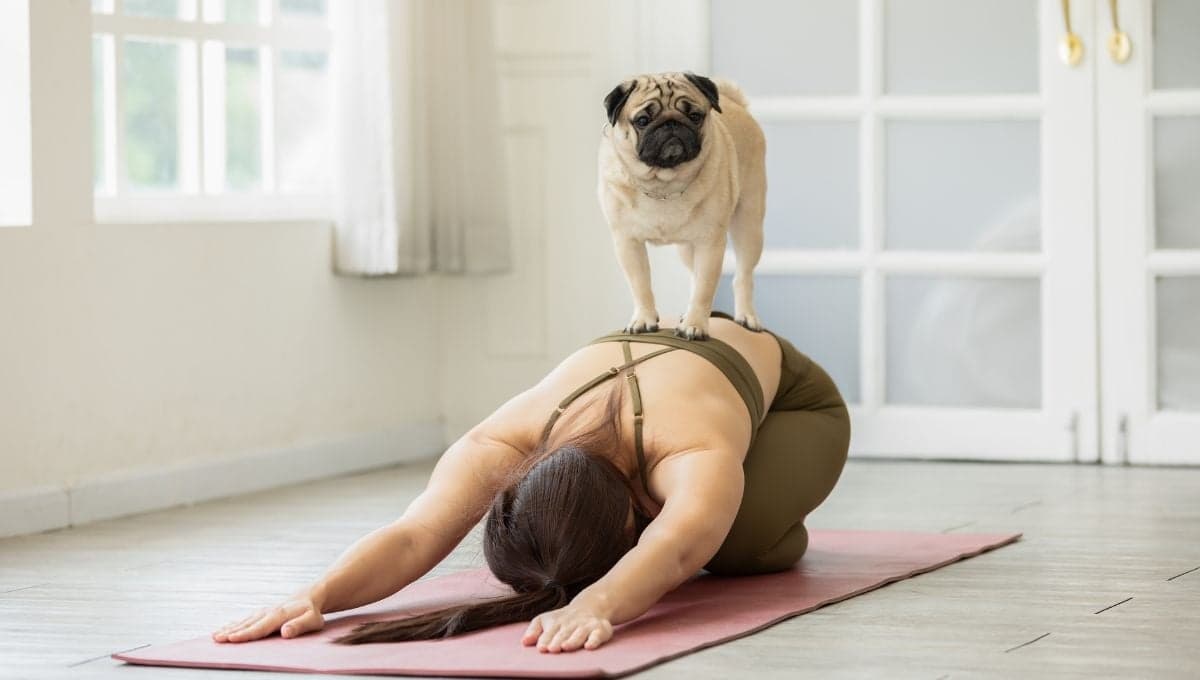 5 ejercicios para hacer en casa con mi perro